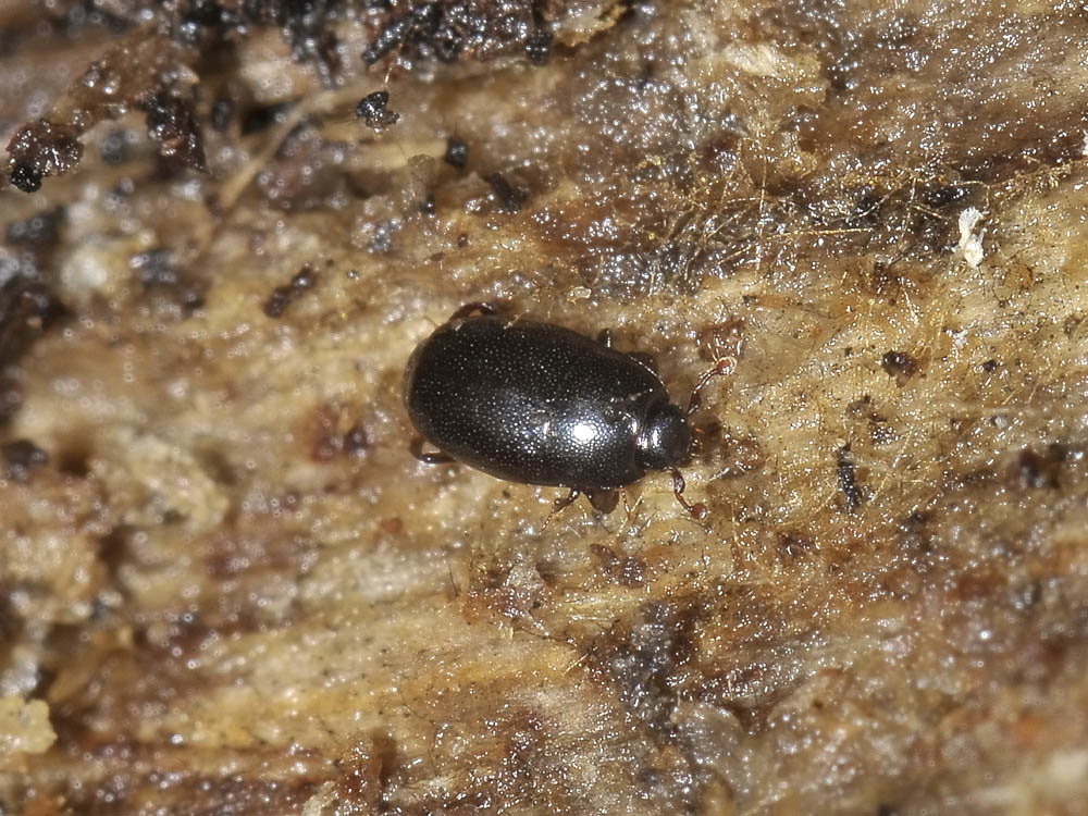 Paromalus flavicornis (Histeridae)